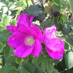 Rosal rugosa